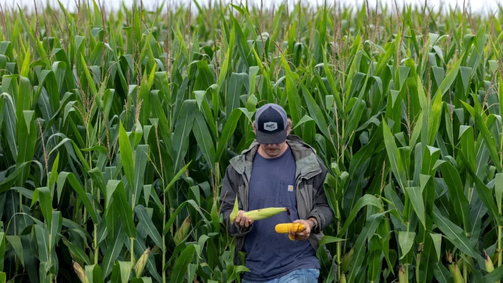 Minnesota farmers are going bankrupt at twice last year’s rate — and some blame Trump
