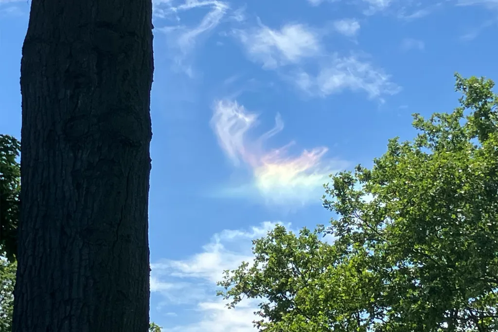 Iridescent cloud, or fire rainbow, in a blue sky above green trees.