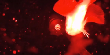 Scientists Dropped a Camera Into the Arctic Deep and Filmed a Fish Doing Something Odd