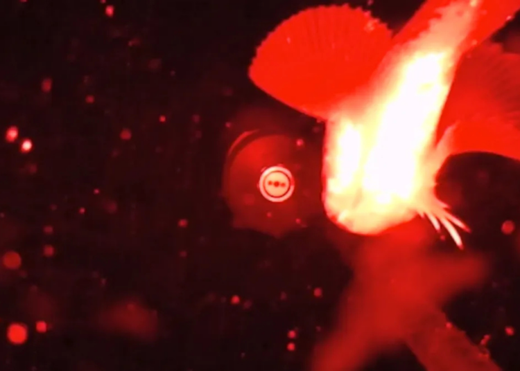 Scientists Dropped a Camera Into the Arctic Deep and Filmed a Fish Doing Something Odd
