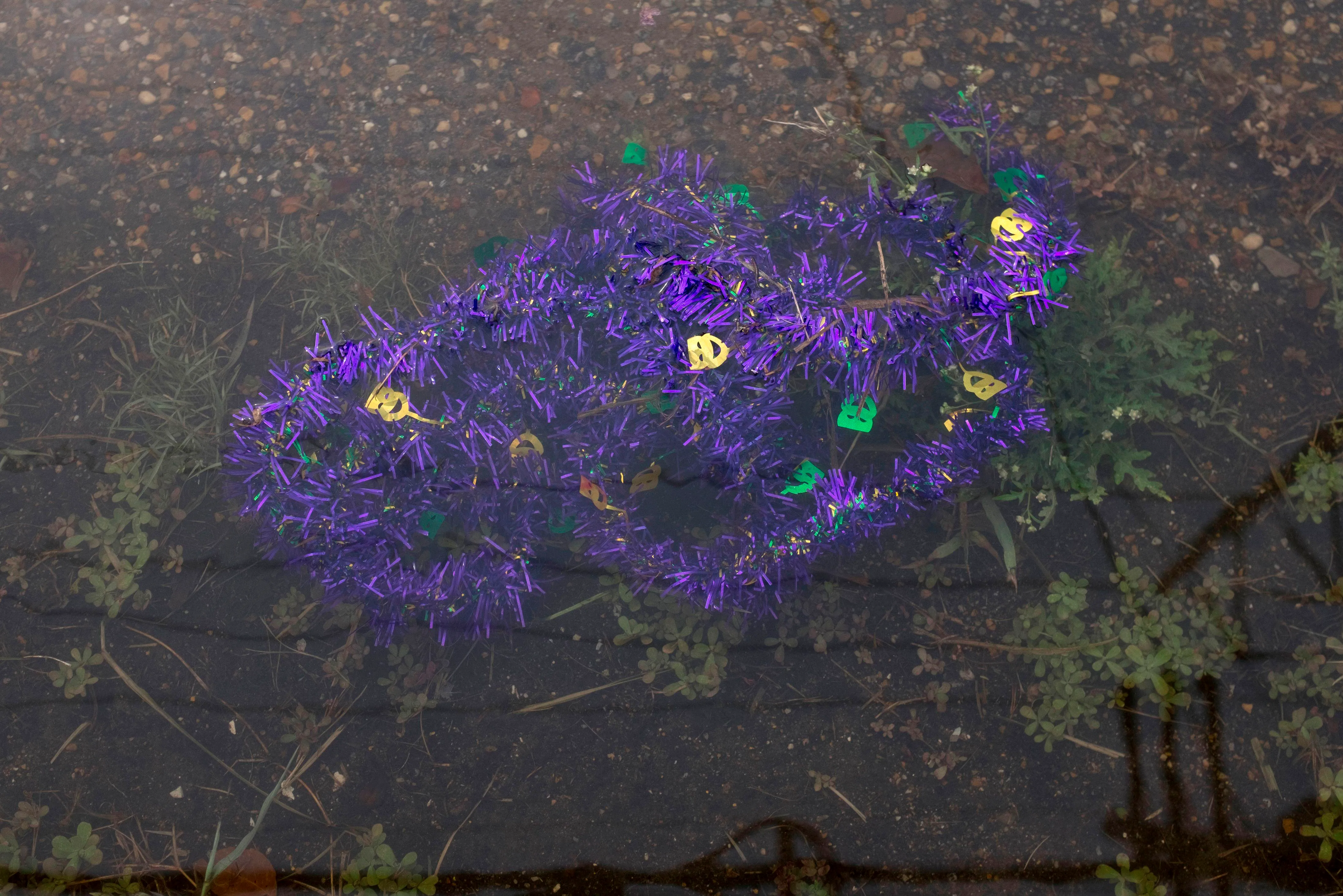 Purple Mardi Gras decorations float in shallow water.