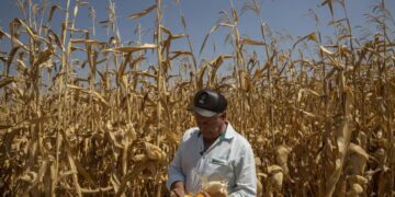 The climate crisis is coming for your groceries