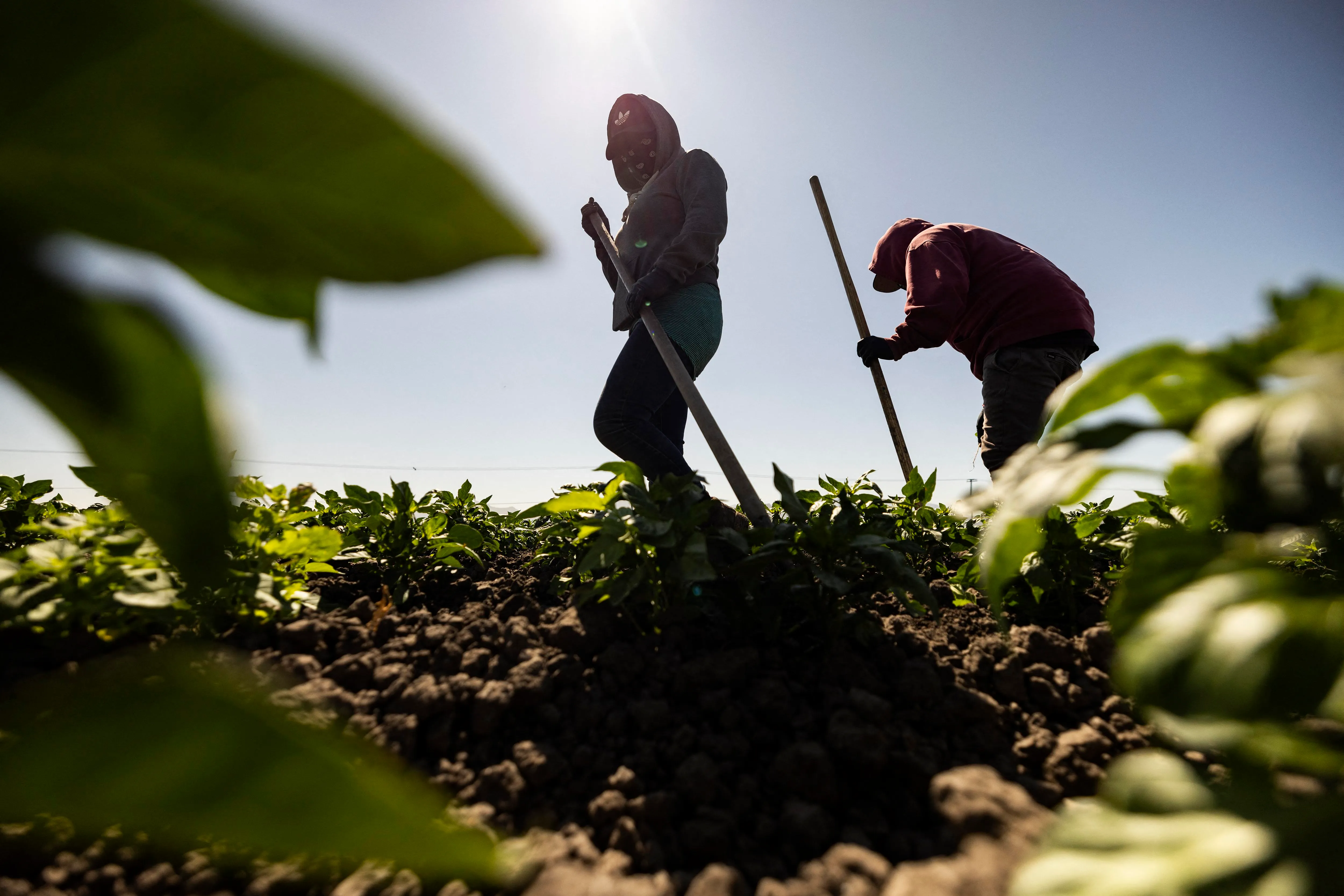 two workers in a field with the sun in the background