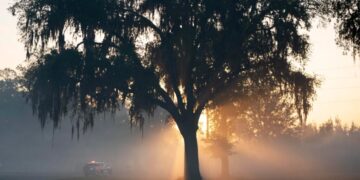 Why the American Southeast is becoming a new hotspot for wildfires
