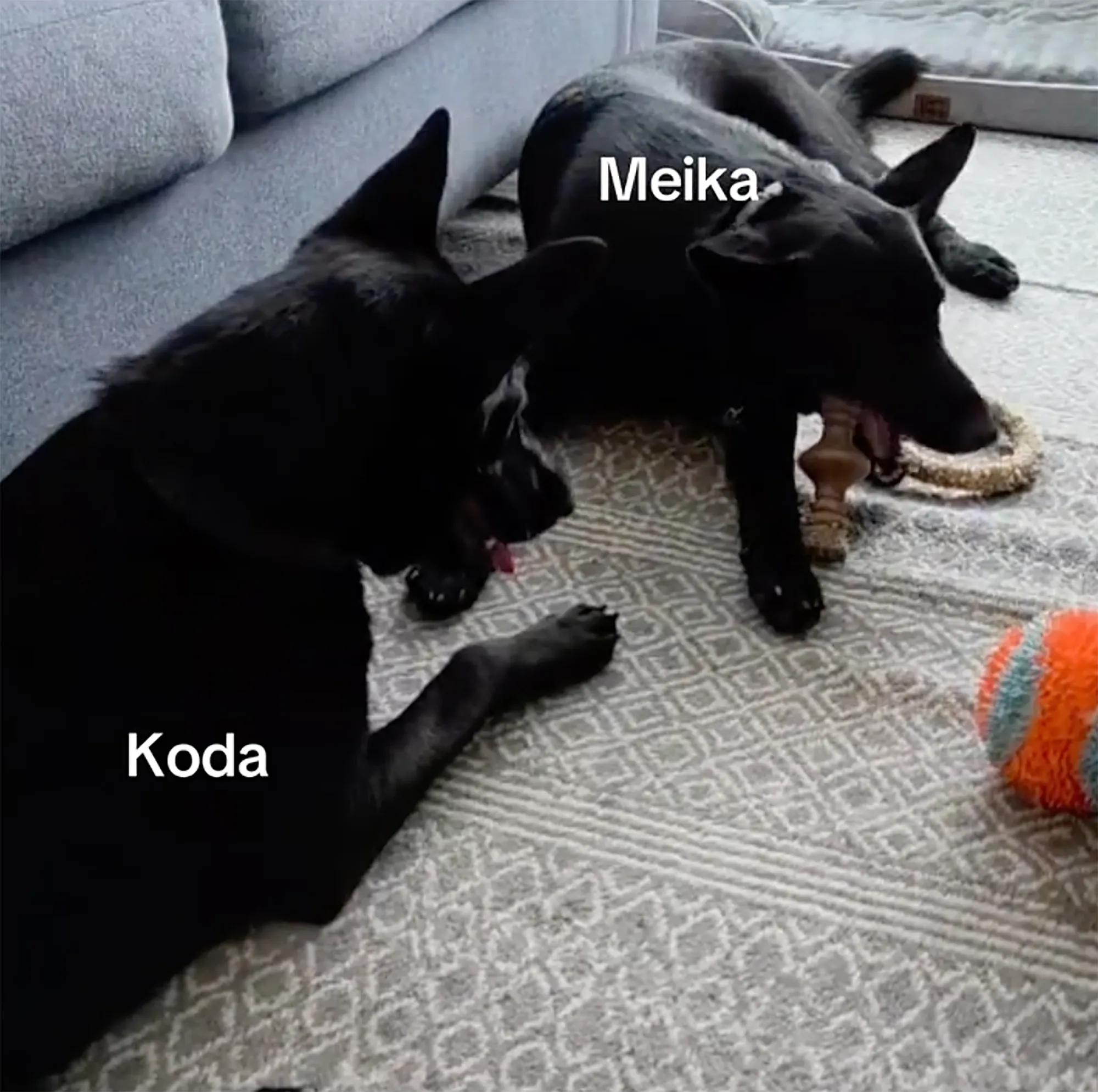 Two black dogs, Koda and Meika, lying on a patterned rug indoors.