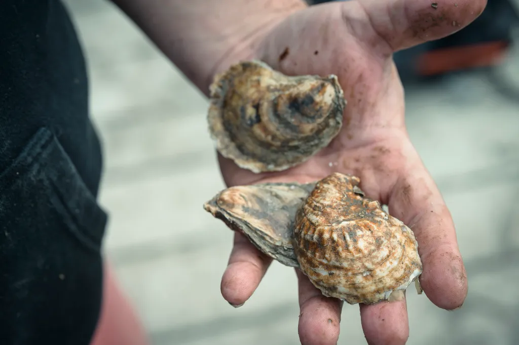 Two local oysters held in a person's hand.