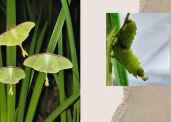 The Luna Moth that Saved Me