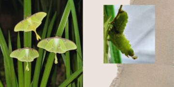 The Luna Moth that Saved Me