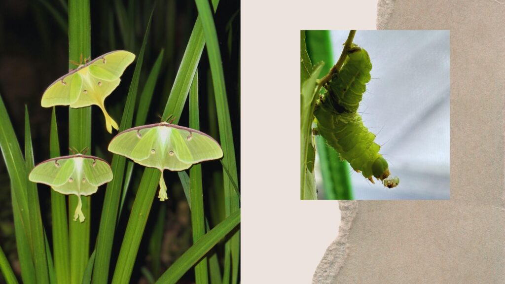 The Luna Moth that Saved Me