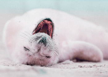 Scientists Finally Found the Truth Behind the ‘Corkscrew’ Killings of Hundreds of Gray Seal Pups