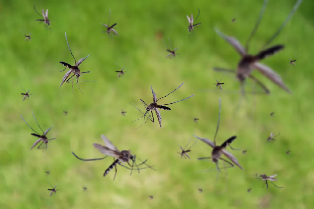 Many mosquitoes flying over a green grass field.