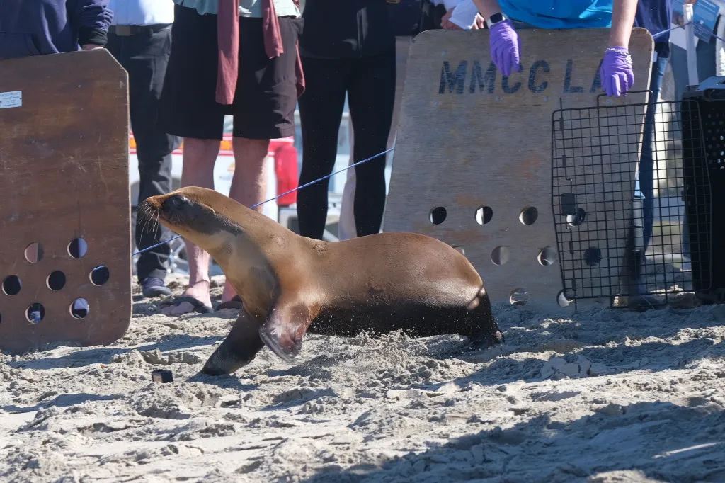 A sea lion pup on a sandy beach heading towards the ocean, with people and a wooden barrier from the Marine Mammal Care Center in the background.