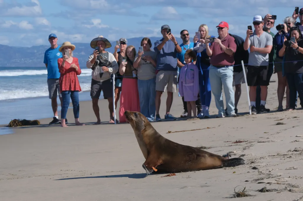 Sea lion pup released back into the ocean with people watching from behind a rope.