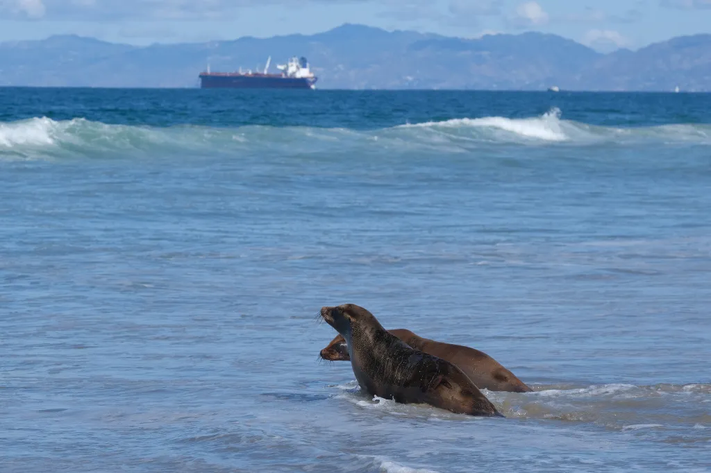 Two sea lion pups enter the ocean from the shore with a cargo ship in the distance.