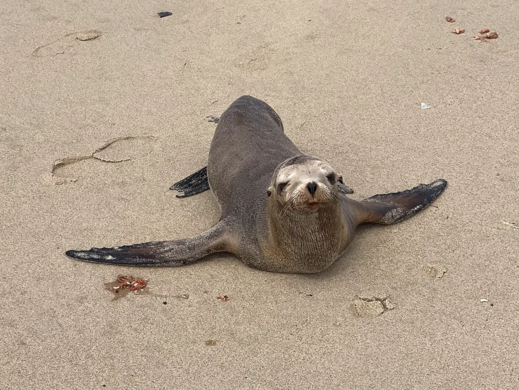 Sea lion pup on a sandy beach.