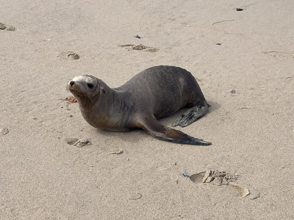 Sea lion pup on a sandy beach.