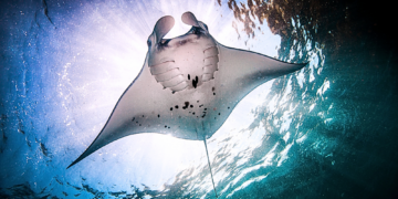 Meet the Fish That Are Ramming Themselves Up Manta Ray Butts