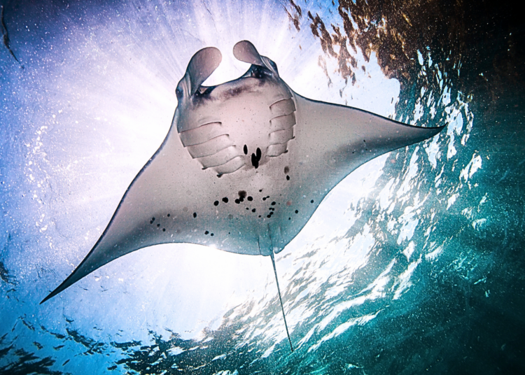 Meet the Fish That Are Ramming Themselves Up Manta Ray Butts