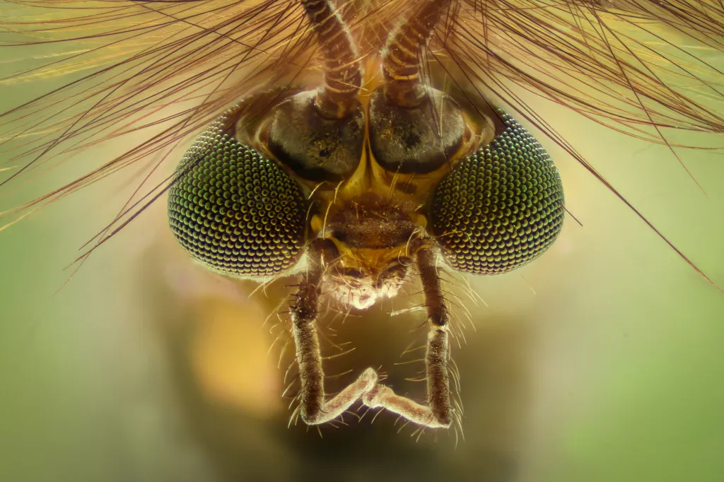 Extreme close-up of a mosquito's head, showing its compound eyes, antennae, and proboscis.