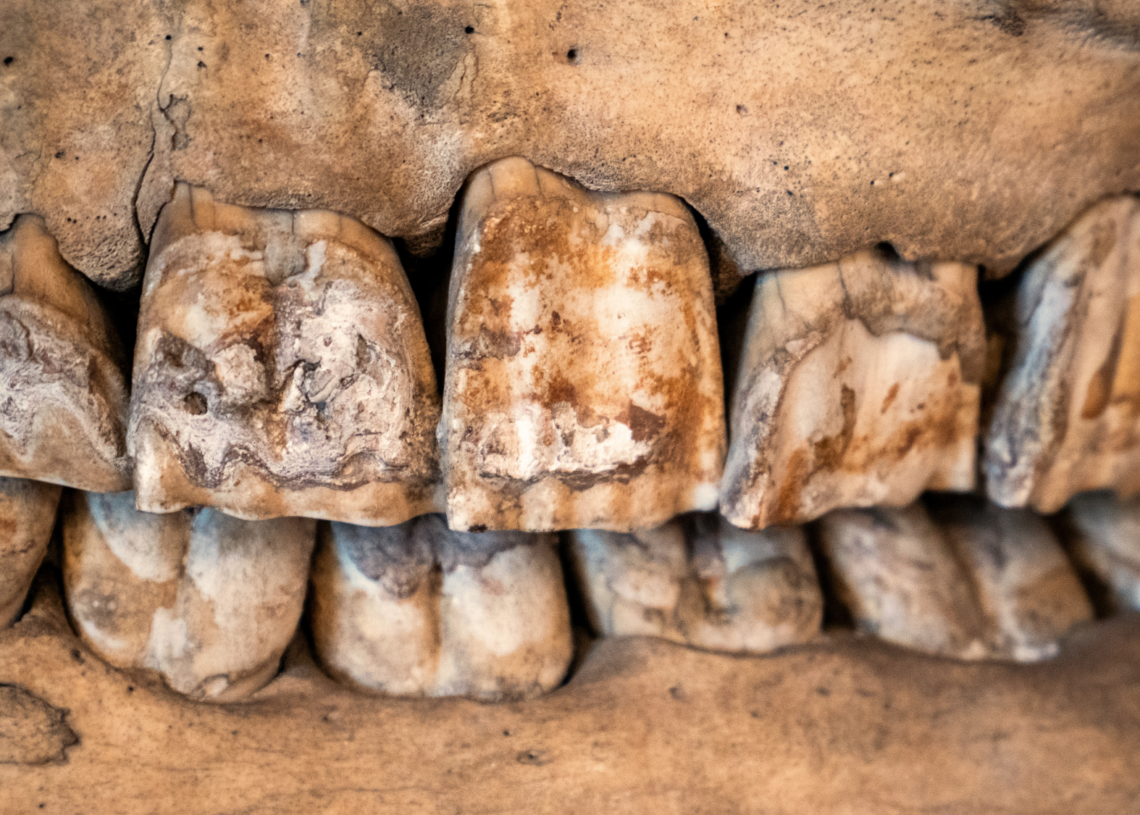 Scientists Just Figured Out Why Neanderthals Collected Rhino Teeth