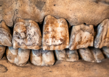 Scientists Just Figured Out Why Neanderthals Collected Rhino Teeth