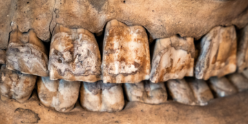Scientists Just Figured Out Why Neanderthals Collected Rhino Teeth