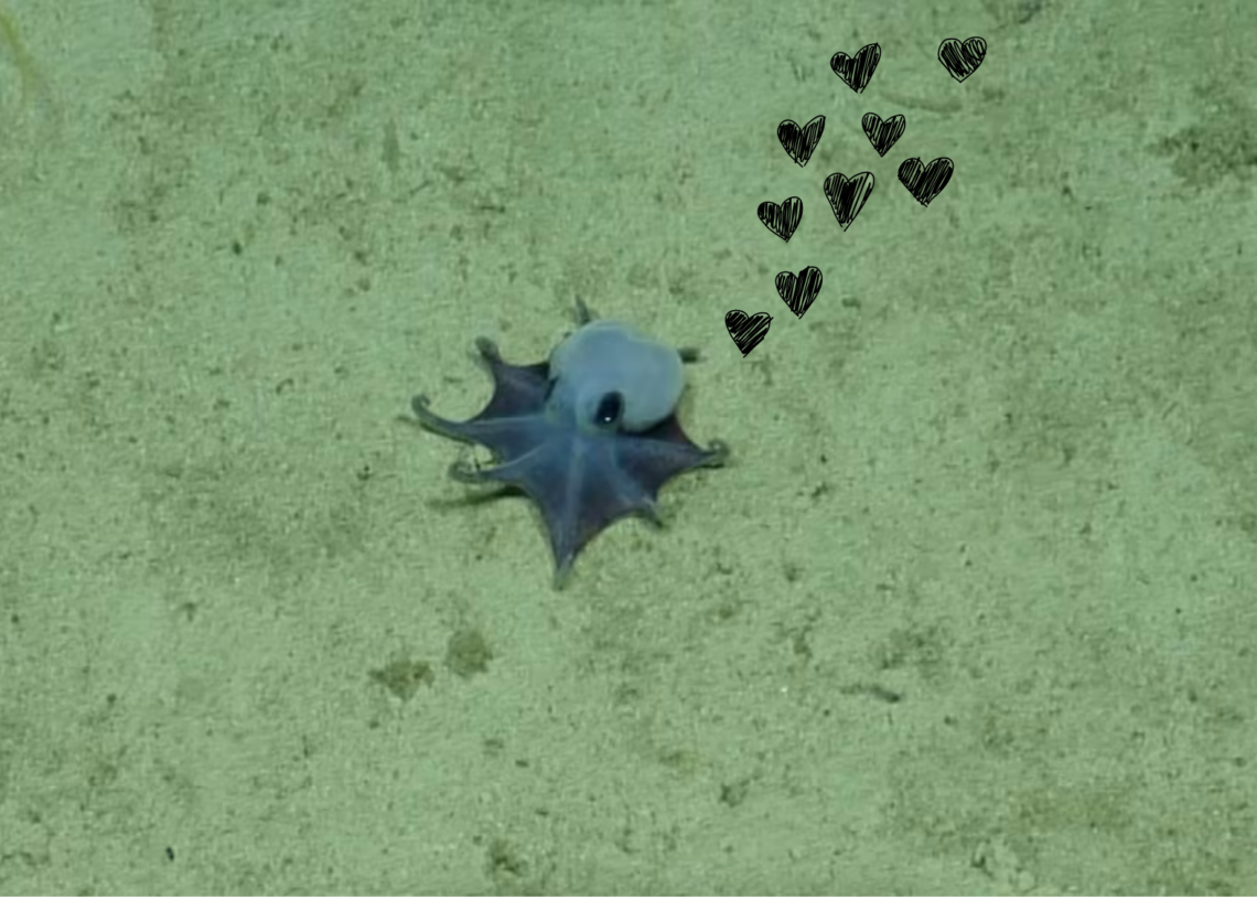 Scientists Discovered a New Tiny Blue Octopus That’s So Cute You’ll Want to Squish It Into Oblivion