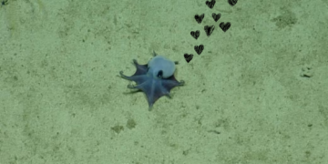 Scientists Discovered a New Tiny Blue Octopus That’s So Cute You’ll Want to Squish It Into Oblivion