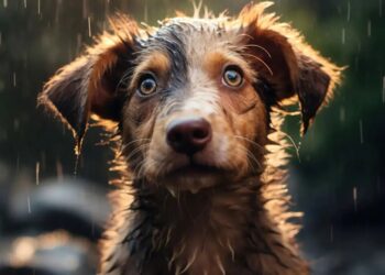 Dear Abby: My friend won’t stop bringing her disgusting dog inside my house