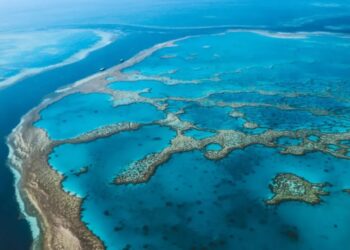 Man dies after shark attack on Australia’s Great Barrier Reef