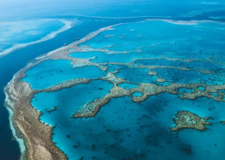 Man dies after shark attack on Australia’s Great Barrier Reef