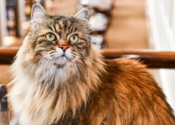 Dear Abby: My husband refuses to let me get a new cat