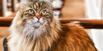 Dear Abby: My husband refuses to let me get a new cat