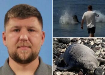 Tourist arrested after viral video caught him hurling rock at endangered seal in Hawaii