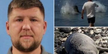 Tourist arrested after viral video caught him hurling rock at endangered seal in Hawaii