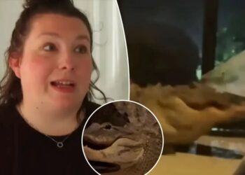 Two alligators caught on video brawling on Florida mother’s front porch — just feet from sleeping baby inside