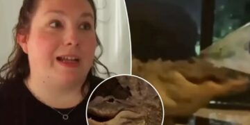 Two alligators caught on video brawling on Florida mother’s front porch — just feet from sleeping baby inside