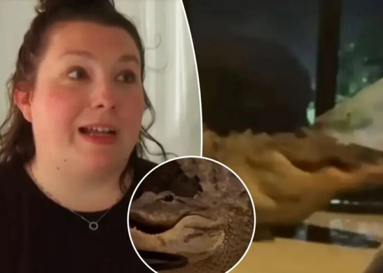 Two alligators caught on video brawling on Florida mother’s front porch — just feet from sleeping baby inside