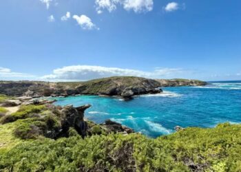 Swimmer killed in shark attack off Australian coast