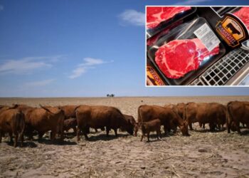 Here’s what keeping beef prices so high ahead of summer BBQ season — and why it could take years to see relief