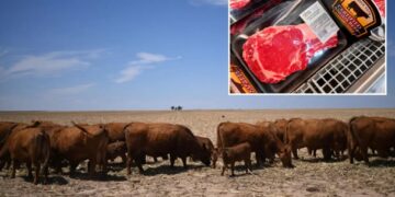 Here’s what keeping beef prices so high ahead of summer BBQ season — and why it could take years to see relief