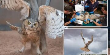 Owl found stuck in a concrete mixer in Utah is on the mend and flying free