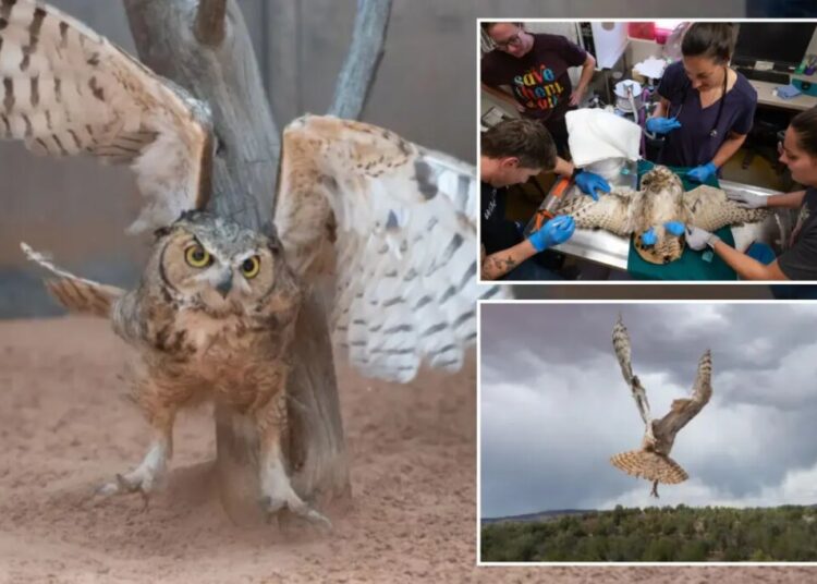 Owl found stuck in a concrete mixer in Utah is on the mend and flying free