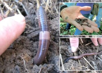 Invasive Asian jumping worms inching across US to New York region