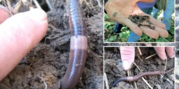 Invasive Asian jumping worms inching across US to New York region