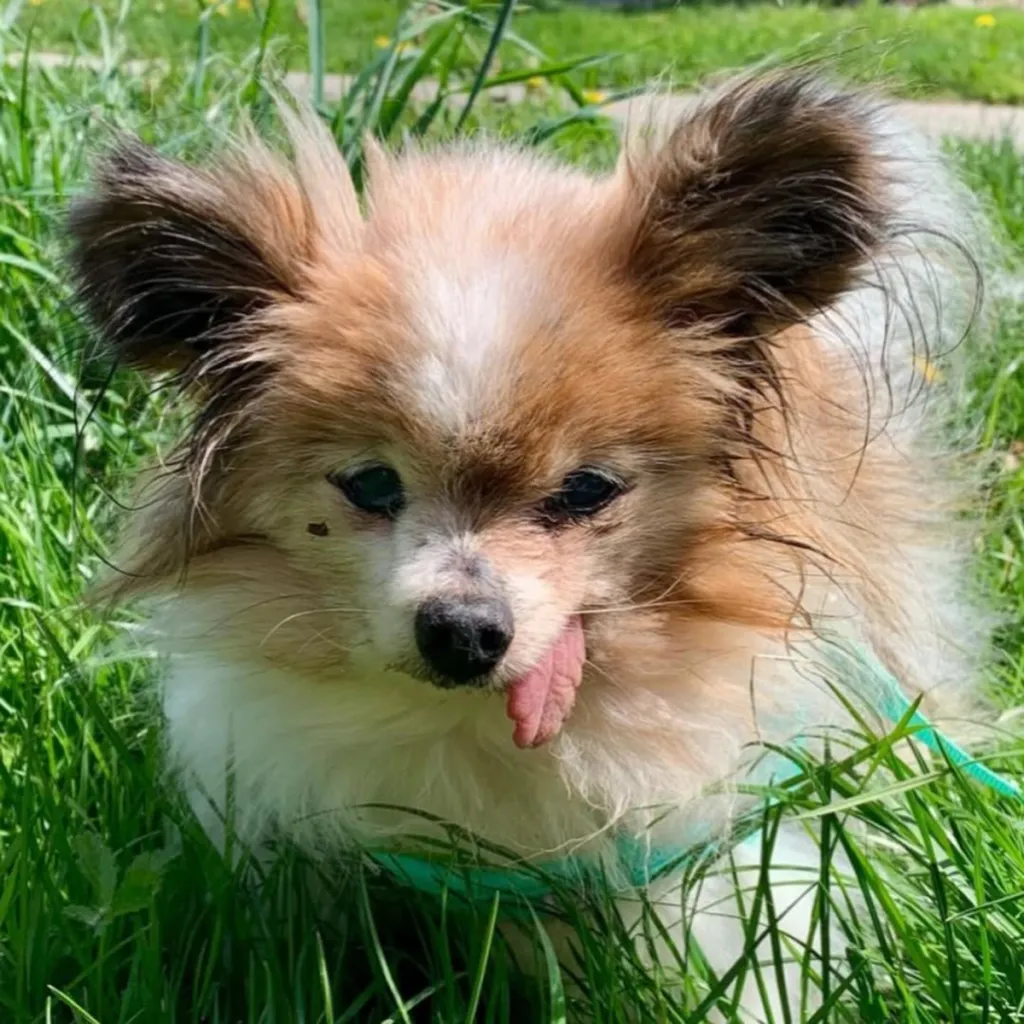 A small brown and white dog with large ears and its tongue sticking out, sitting in tall green grass.
