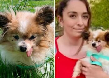 The world’s likely oldest dog finds new home after outliving owner