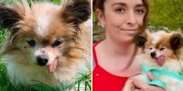 The world’s likely oldest dog finds new home after outliving owner
