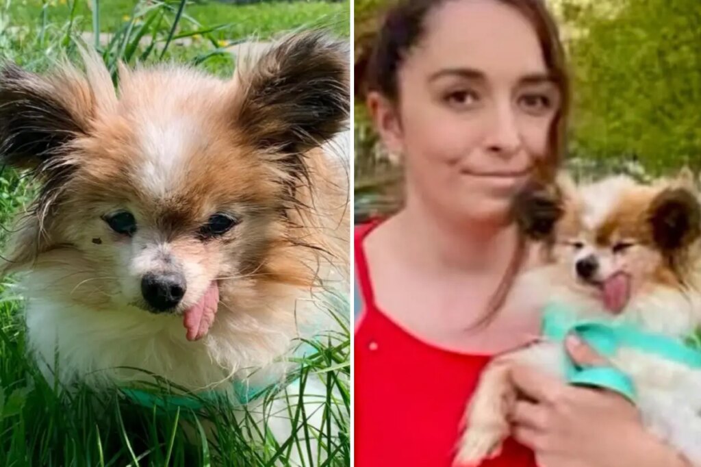 The world’s likely oldest dog finds new home after outliving owner