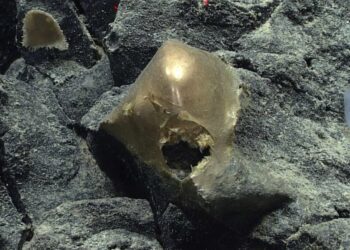 A ‘Golden Orb’ on the Ocean Floor Came From a Mysterious Animal
